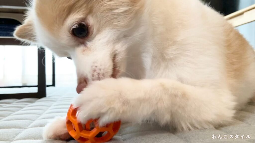 室内でオレンジ色の網目状のボールのおもちゃを両前足で押さえて噛む白茶の小型犬