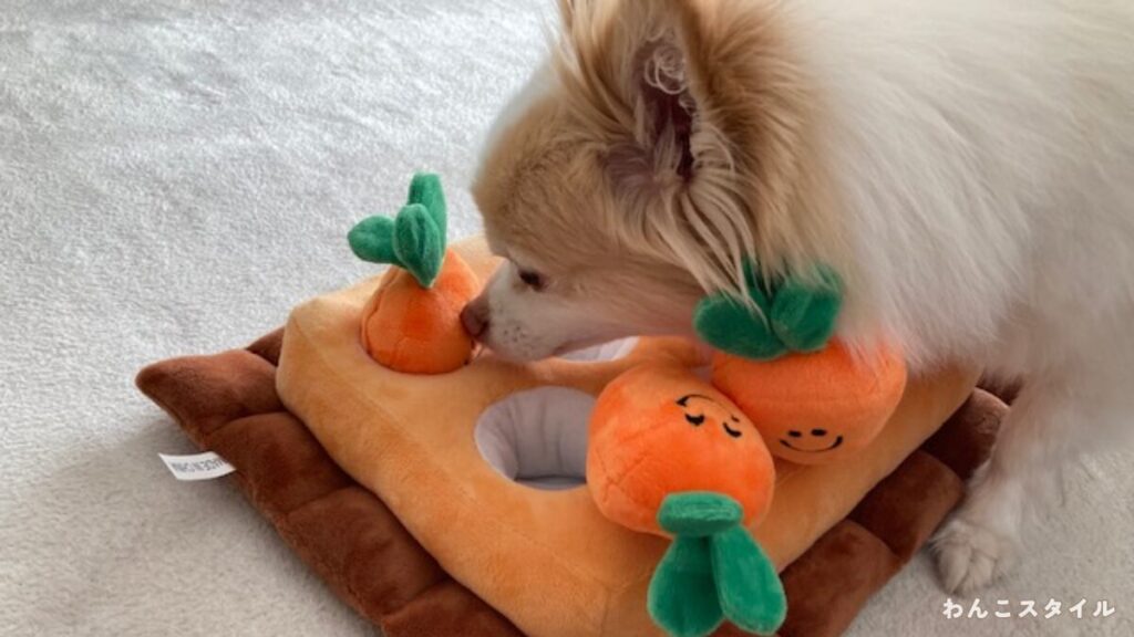 室内でにんじん型の知育玩具を使って遊ぶ小型犬