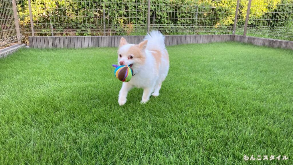 芝生の上でおもちゃのボールをくわえて楽しそうに走る小型犬