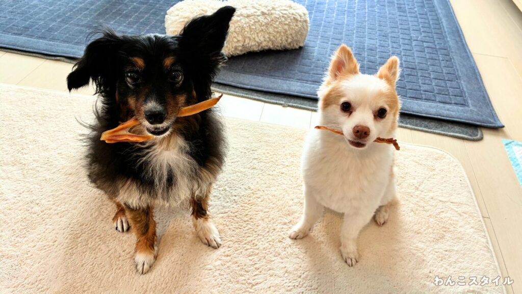 室内で並んでお座りをし、スティック状のおやつを口にくわえている2匹の小型犬