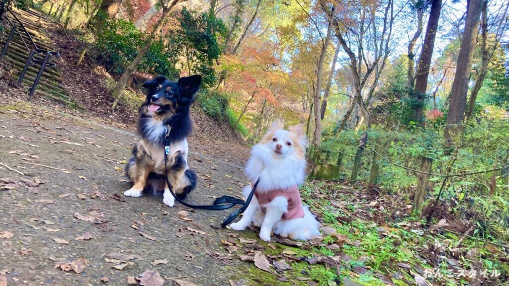 秋の紅葉した公園で、落ち葉が敷き詰められた散歩道に並んでお座りをする2匹の小型犬