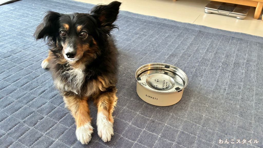 水飲みボウルの隣でカメラを見つめる愛らしい犬