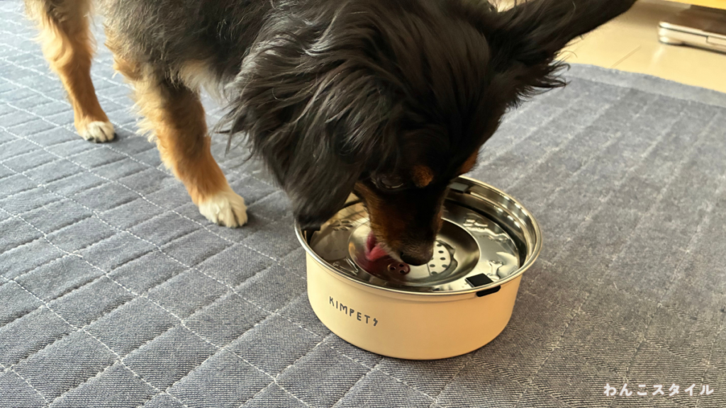こぼれにくいステンレス製ボウルで水を飲む小型犬